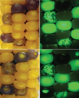 Figure 1: A green fluorescence marker to track transposon movement.