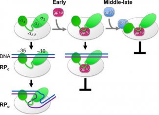 Mechanism of RNAP appropriation by the phage proteins