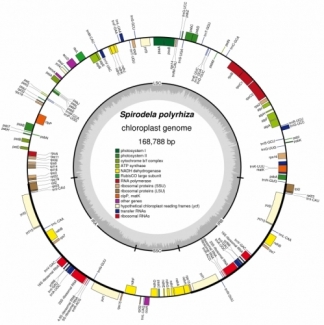 Spirodela polyrhiza: GenBank (JN160603) Chloroplast genome map