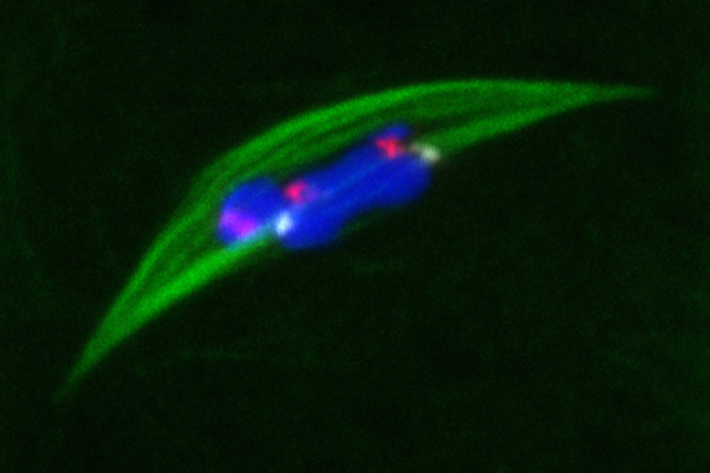 Centromeres orienting at meiosis I 