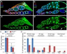 Zfrp8 function in germline