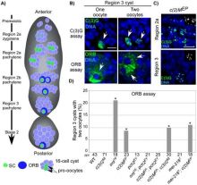 Pachytene delays in axis-defective mutants.