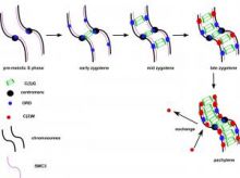 Cohesion proteins