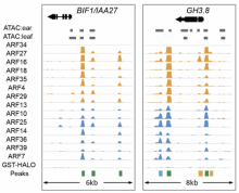 ARF DAP-seq screenshots