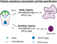 asymmetric MAPK signaling specifies differential daughter cell fates.