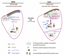 complex signaling during stomatal ACD