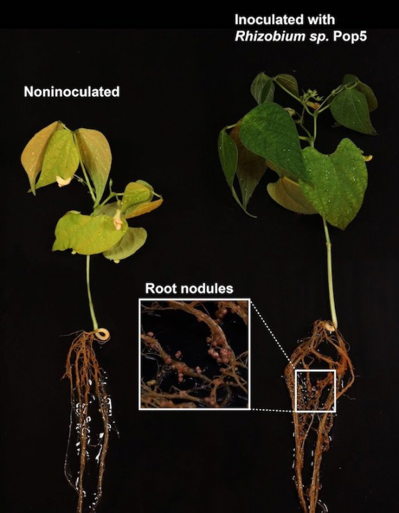 antibiotic phazolicin nodules on bean plant roots.