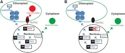 Delwtion of ACC2 function makes plastid transformation efficient in Arabidopsis. Based on Fig. 1 in Yu et al. Plant Physiol. 175: 186-193, 2017.