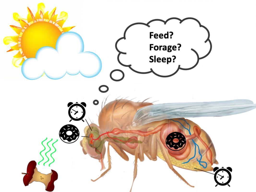 "Drosophila Cartoon"